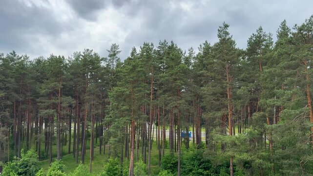 Pine forest under a spectacular cloudy sky, a green natural panorama with thunderclouds and tall trees