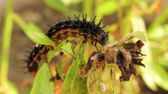 Closeup video of black caterpillar crawling and feeding on angelonia plants. Angelonia foliage defoliation caused by caterpillars.