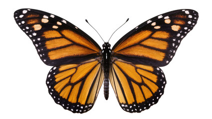 Monarch butterfly with orange black, and white wings © Friedrich