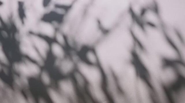 Unique patterns of tree shadows on a sunlit day. Leaf shadows on a gray wall illuminated by the sun.
