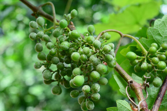 Oidium Disease on Green Grape Clusters