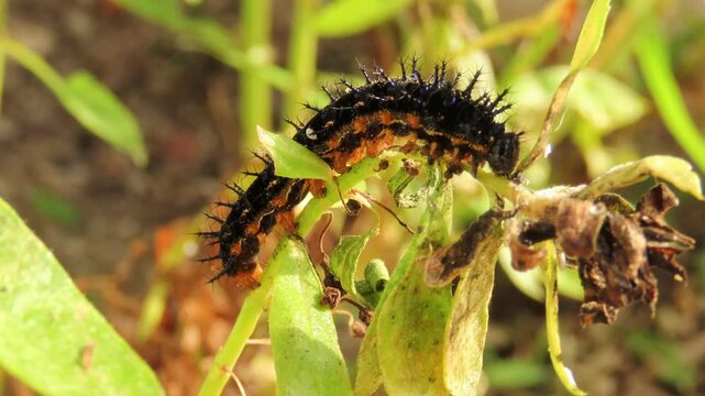 Closeup video of black caterpillar crawling and feeding on angelonia plants. Angelonia foliage defoliation caused by caterpillars.