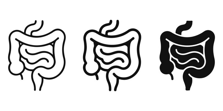 Human digestive system illustration with gut health stages