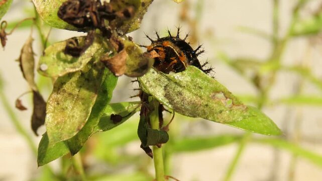 Closeup video of black caterpillar crawling and feeding on angelonia plants. Angelonia foliage defoliation caused by caterpillars.
