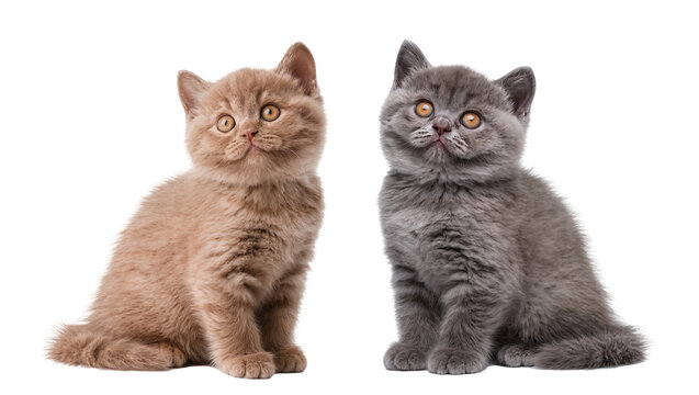 Two British Shorthair kittens one fawn and one grey, sitting side by side