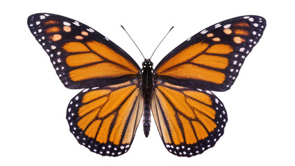 Monarch butterfly with orange and black wings © Friedrich