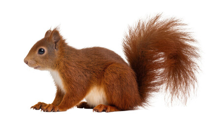 Red squirrel with fluffy tail and white belly sitting © Aino