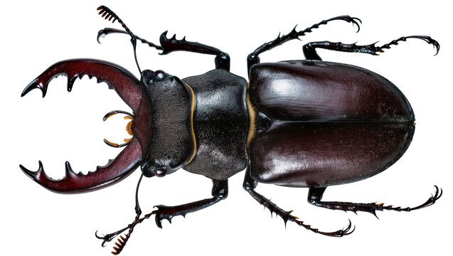 Stag beetle with large mandibles dark brown exoskeleton, sharp legs