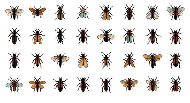 Collection of Various Beetles and Insects.