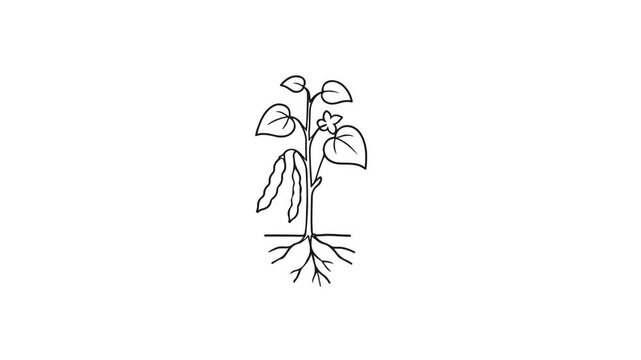 Soybean plant growing animation with root system in minimalist black line art style on white background