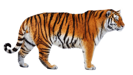 Obraz premium Bengal tiger standing profile view orange black stripes