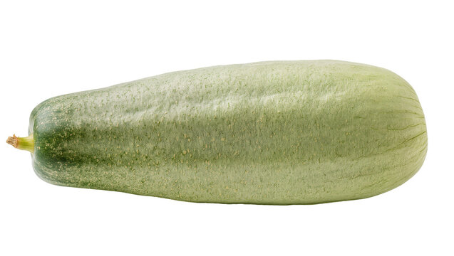 Pale green elongated squash with textured skin and stem