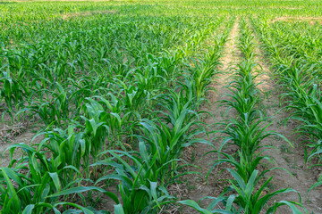 Naklejka premium Young Corn Plants Growing in Agricultural Field Sustainable Farming Concept