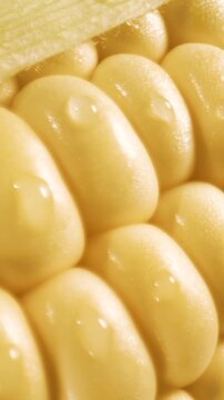 Extreme close-up of fresh yellow sweet corn kernels with husk and dewdrops