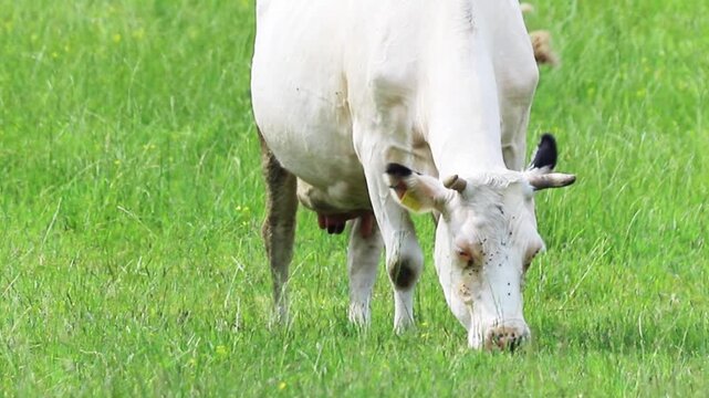 Horned white cow eats fresh green grass in a sun-drenched rural pasture. The bovine animal peacefully feeds with its head down on a bright day