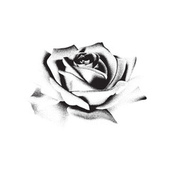 Obraz premium Rose Flower Stipple Illustration, Detailed Botanical Engraving Style, Hand-Drawn Floral Art Isolated on White Background..