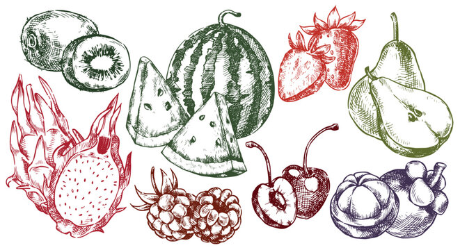 Set of summer fruits and berries. Vector illustration in sketch style.