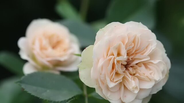 Garden roses in a soft pink shade against a blurred green background. Summer celebrations and festivities