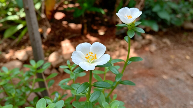 A beautiful white portulaca flower in full bloom, with clean petals and bright yellow stamens, grows abundantly among the fresh green leaves.