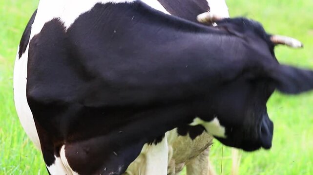 A black and white Holstein cow with distinctive markings stands in a lush green pasture. It is peacefully chewing on fresh grass, looking directly ahead with curious eyes during the bright daytime