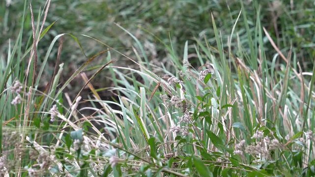 風に揺れるツルヨシ（蔓葦）