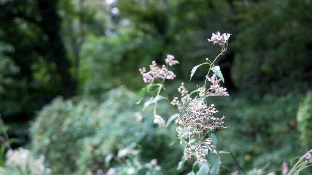 風に揺れるフジバカマ（藤袴）