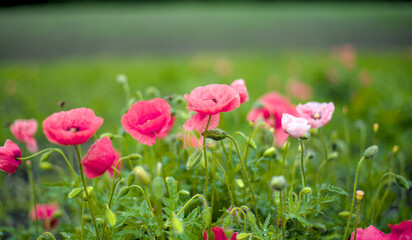 Naklejka premium Beautiful field of red blooming poppies