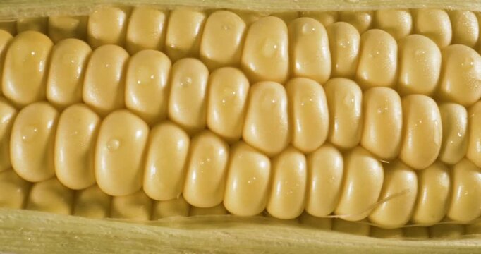 Close-up of fresh corn ear with glossy kernels and green husk