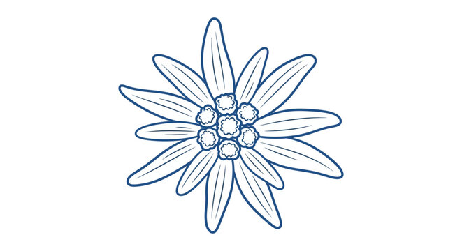 Edelweiss flower line art illustration on a white background