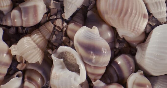 Close top-down view of pale cream and purple seashells on pebbled beach