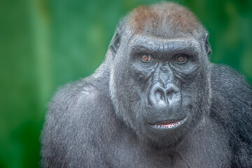 Obraz premium Western Lowland Gorilla Portrait Looking Forward Expressing Calm Intensity With Blurred Green Background