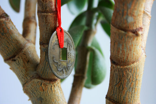 Chinese Coin on Tree Branch