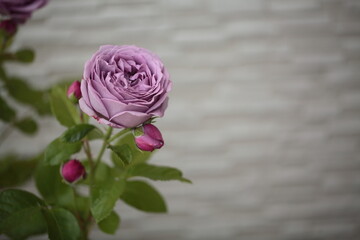 モーブ色のバラの花のアップ © dorico