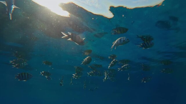Silhouettes of a shoal of Indo-Pacific Sergeant, Abudefduf vaigiensis, feeding under the surface of the water reflected in the bright sunlight, backlighting 