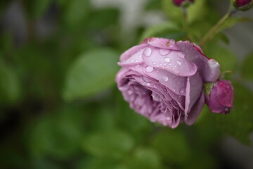 雨の中のバラの花のアップ © dorico