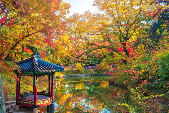 Scenic morning view of the historic Jondeokjeong wooden gazebo surrounded by vibrant red and yellow autumn trees in Huwon Secret Garden at Changdeokgung, UNESCO World Heritage site in Seoul, Korea.
