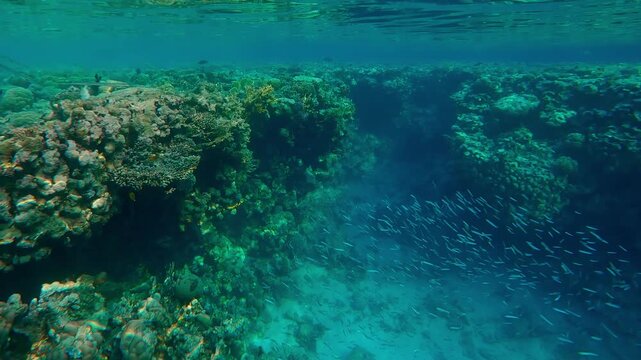 A group of Blue-spotted Cornetfish, Fistularia commersonii, hunts on the Red Sea Hardhead Silverside, Atherinomorus forskalii against the reef crest
