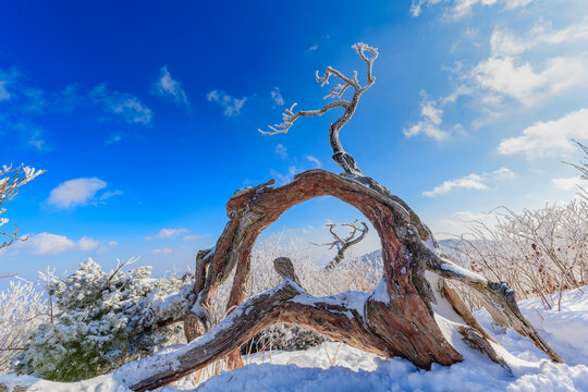 Unique natural arch formed by an ancient frozen yew tree stump covered in snow and hoarfrost under a bright blue sky at Taebaeksan National Park, South Korea.