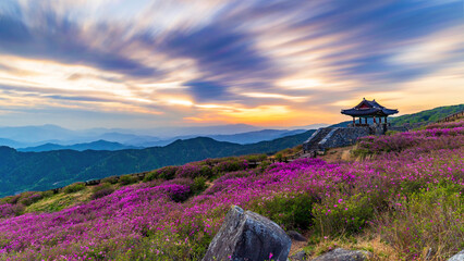 Stunning spring sunrise over vibrant pink royal azalea blossoms in Hwangmaesan County Park with a traditional Korean pavilion, Hapcheon, South Korea. © PREECHA
