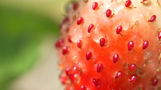 Extreme macro shot of a fresh ripening strawberry surface with detailed red seeds and clear water droplets under sunlight.
