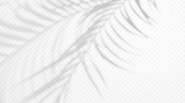 Tropical palm tree branch shadow overlay isolated on transparent background. Abstract blurred leaf silhouette with diffused light effect.