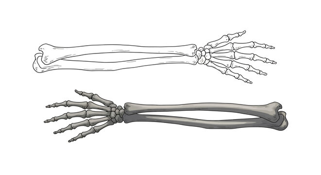 Detailed Anatomical Illustration of Human Forearm and Hand Bones.