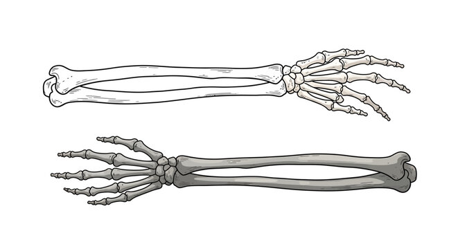 Detailed Human Forearm and Hand Bones Anatomy Illustration.