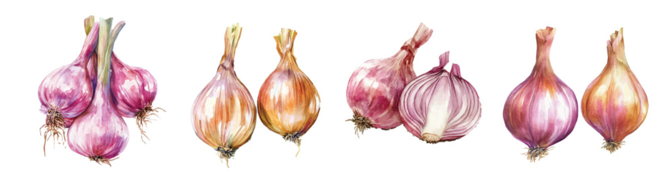 Minimal yet artistic elements for creative designs. hand-drawn paint, Simple Illustration, A beautiful painting of a shallot onion, EPS format, Set of Watercolor, 