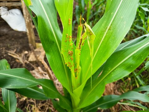 Close up of young maize or corn leaves damaged by fall armyworm caterpillars pest infection in the agricultural field.