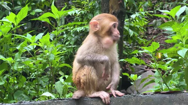 Small rhesus macaque monkey sitting on a rock edge in a forest. Cute little baby primate looking at camera in natural habitat. Wild animal portrait in tropical jungle environment.