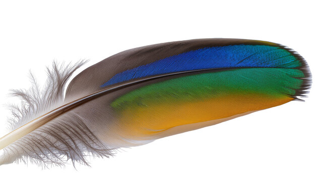 Vibrant parrot feather with blue green, and yellow colors