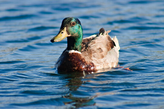 Mallard duck swims 