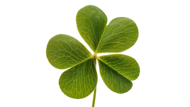 Green clover leaf with five lobes and visible veins