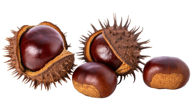 Horse Chestnuts in Spiky Husks and Smooth Shells